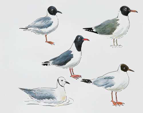  Post-Audubon, Birds of North America, Gull-like Birds,  2008  19" x 24" Sharpie/watercolor on paper 