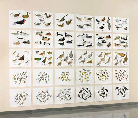   Post-Audubon, Birds of North America, right, one-third of installation,  2008  103" x 154", 30@ 19" x 24" Sharpie/watercolor on paper 