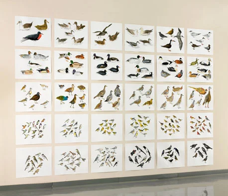 Post-Audubon, Birds of North America, right, one-third of installation, 2008 103" x 154", 30@ 19" x 24" Sharpie/watercolor on paper
