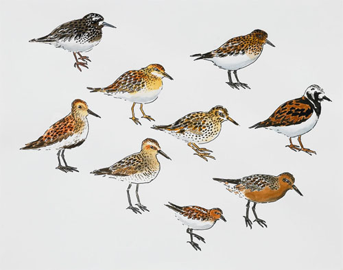   Post-Audubon, Birds of North America, Sandpiper-like Birds,  2008  19" x 24" Sharpie/watercolor on paper 