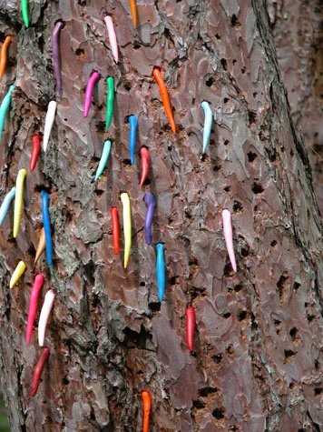 Untitled (bark) 2004 Photograph