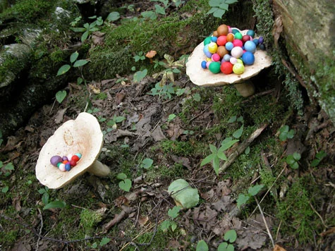 Untitled (fungi) 2004 Photograph