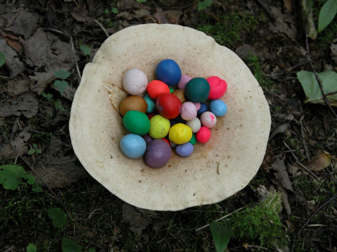   Untitled (fungi)  2004  Photograph 