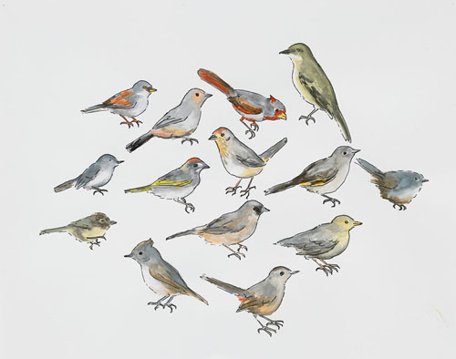   Post-Audubon, Birds of North America, Perching Birds,  2008  19" x 24" Sharpie/watercolor on paper 