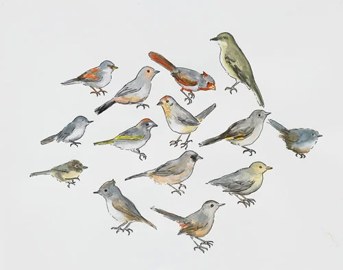Post-Audubon, Birds of North America, Perching Birds, 2008 19" x 24" Sharpie/watercolor on paper
