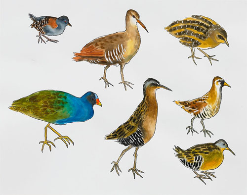   Post-Audubon, Birds of North America, Chicken-like Marsh Birds,  2008  19" x 24" Sharpie/watercolor on paper 