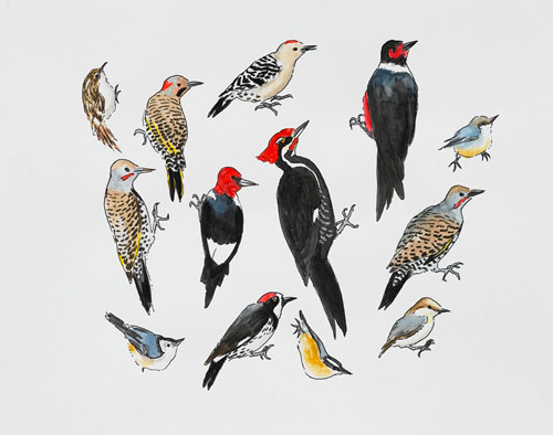   Post-Audubon, Birds of North America, Tree Climbing Birds,  2008  19" x 24" Sharpie/watercolor on paper 