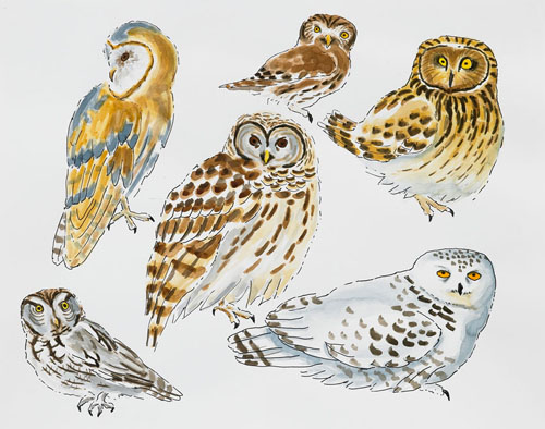   Post-Audubon, Birds of North America, Owls,  2008  19" x 24" Sharpie/watercolor on paper 