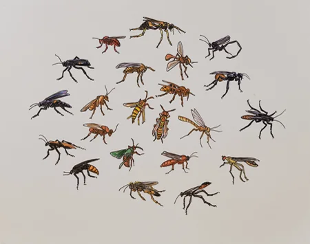 Chazen Art Museum North American Insects Birds & Plants (detail), 2007-2008 19" x 24" Sharpie & watercolor