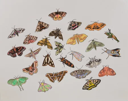 Chazen Art Museum North American Insects Birds & Plants (detail), 2007-2008 19" x 24" Sharpie & watercolor
