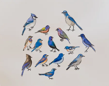 Chazen Art Museum North American Insects Birds & Plants (detail), 2007-2008 19" x 24" Sharpie & watercolor