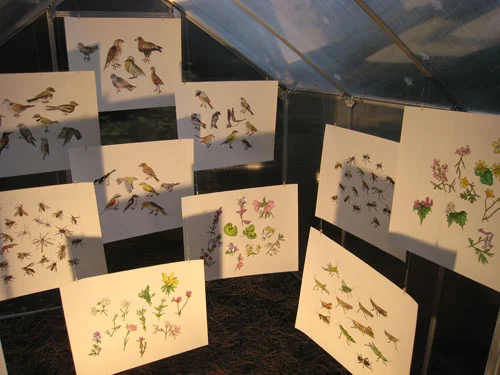 German Plants, Insects & Birds, 2007 WintergARTen, Volgelfrei 7 Darmstadt, Germany