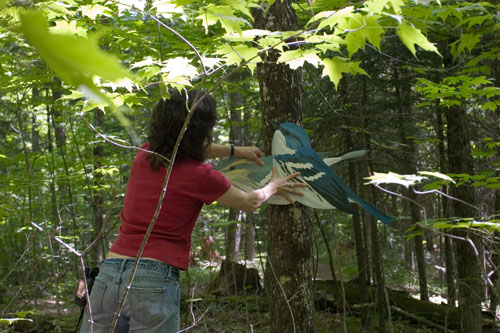   Cerulean Wablers (native),  2007  Enamel on plywood  Forest Art Wisconsin, Northern Highland-American Legion State Forest 