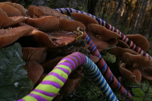 Cesta Untitled (Tabor), 2005 Photograph