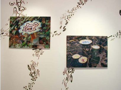   hush you mushrooms...,  2003  (October 18-November 22)   Wendy Cooper Gallery  Madison, WI  Wall painting/photography installation 