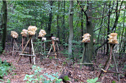   Mushroom Installation,  2002  Darmstadt, Germany 