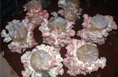   Pink Oyster Mushrooms,  2002  Darmstadt, Germany 