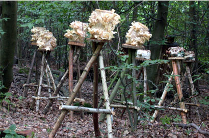   Mushroom Installation,  2002  Darmstadt, Germany 