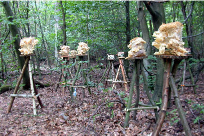   Mushroom Installation,  2002  Darmstadt, Germany 