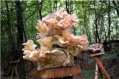   Mushroom Installation,  2002  Darmstadt, Germany 