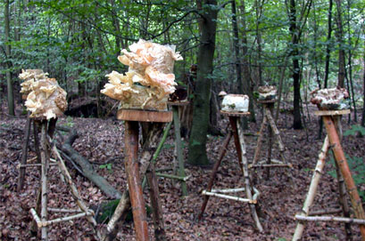   Mushroom Installation,  2002  Darmstadt, Germany 