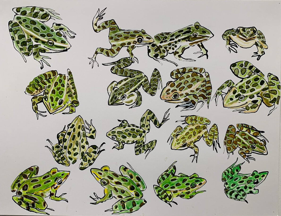   Leopard Frogs   18” x 24”  ink on paper  2021 