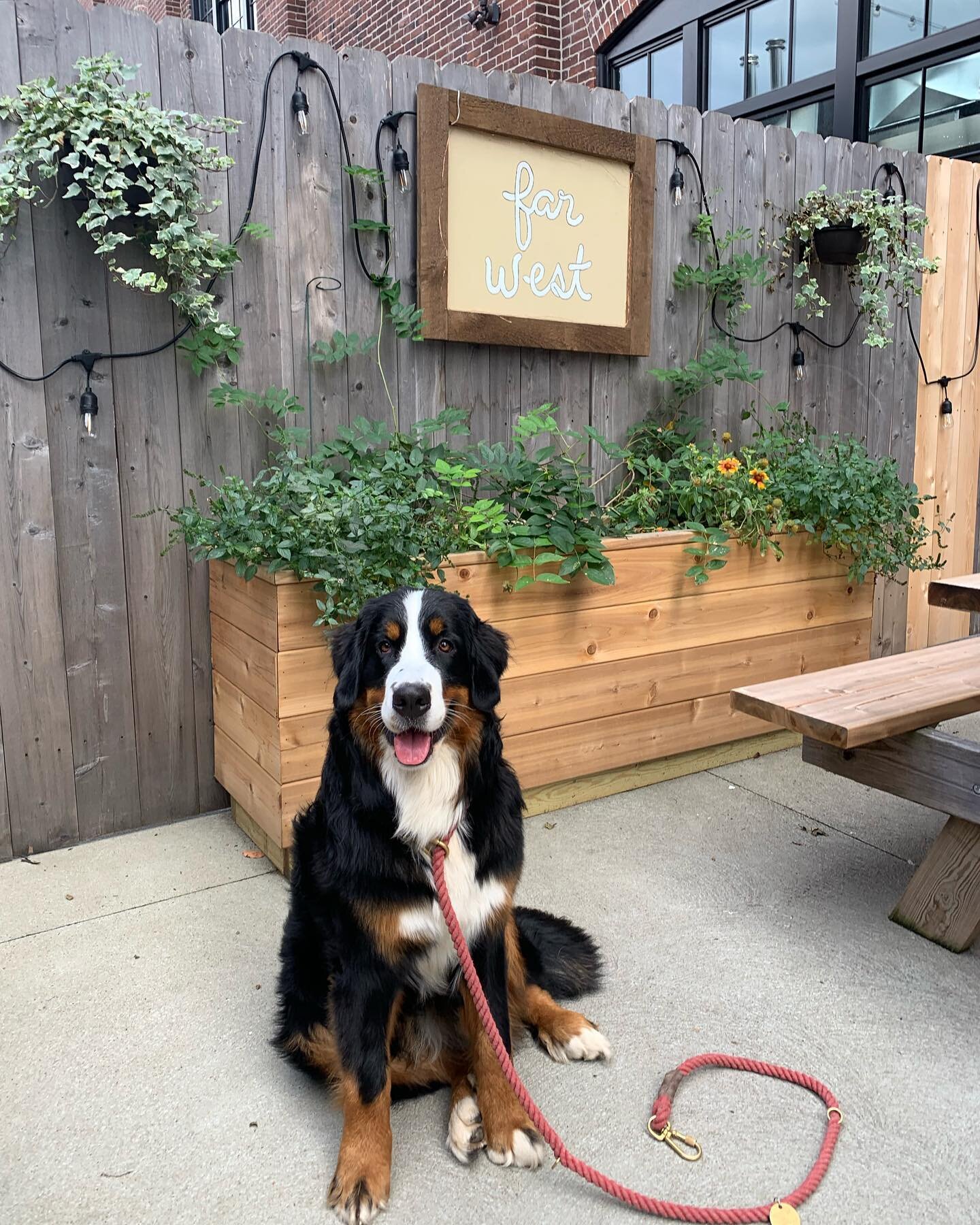 quick visit from @rooted_iris in the @farwestpvd patio ❤️