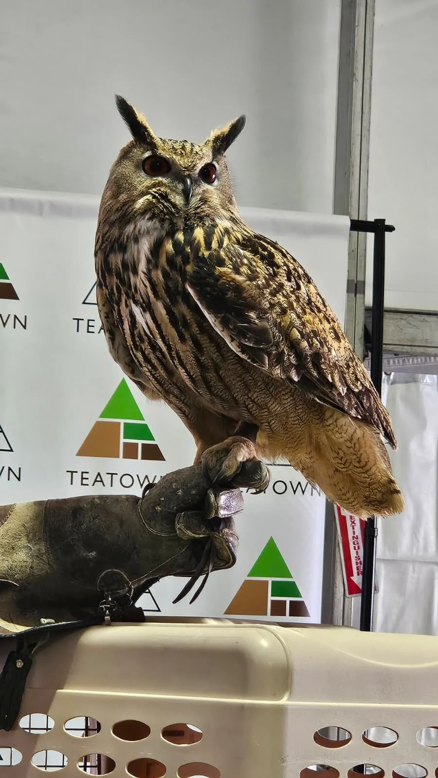 WhatsApp Image 2026-02-17 at 4.46.02 PM.jpeg