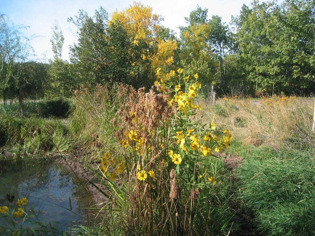 UUCD Pond