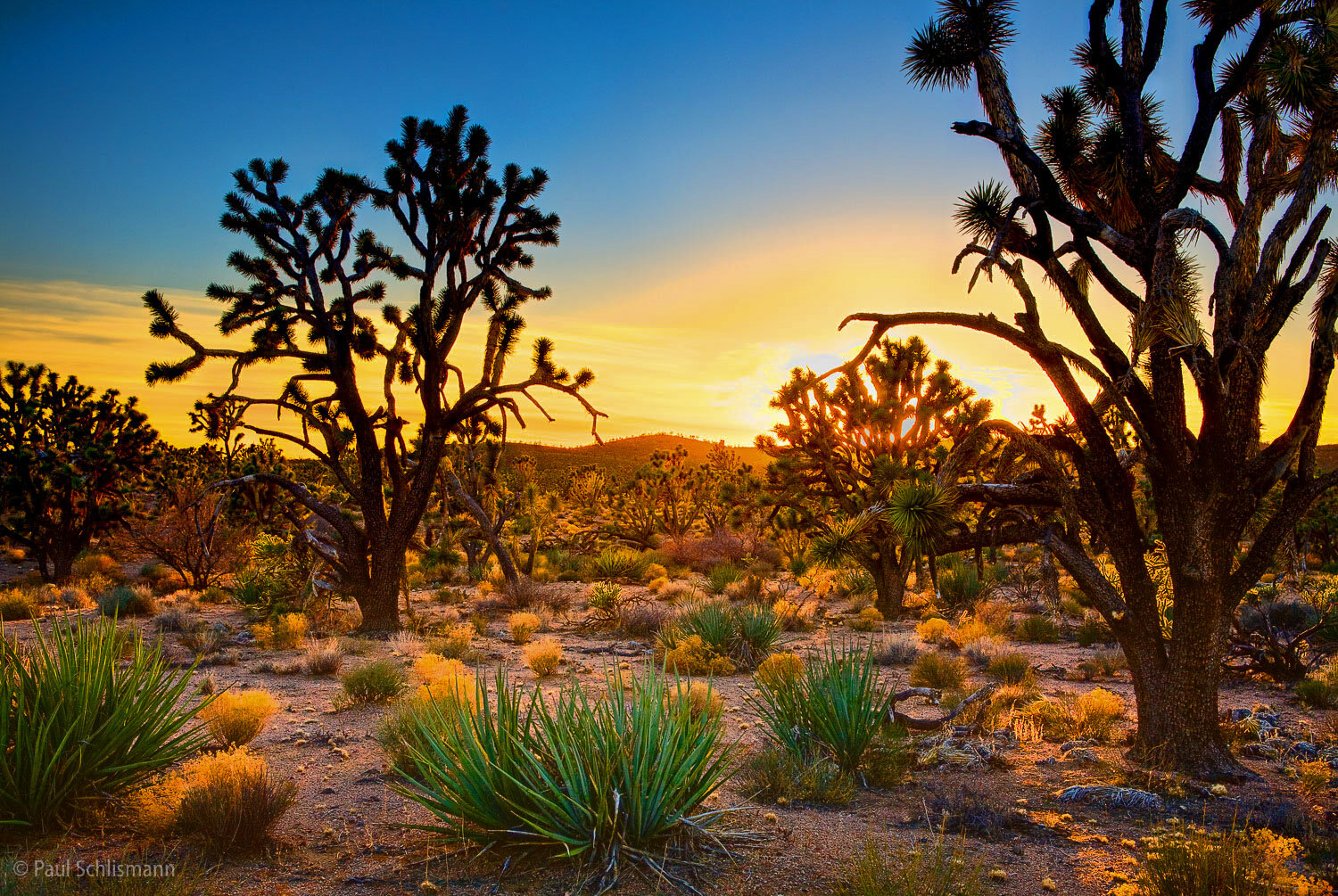 _AZ  Joshua trees.jpg