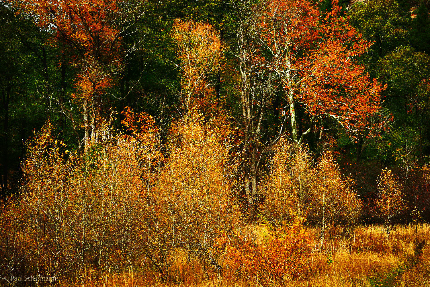 Fall & Trees Oak Creek Canyon.jpg