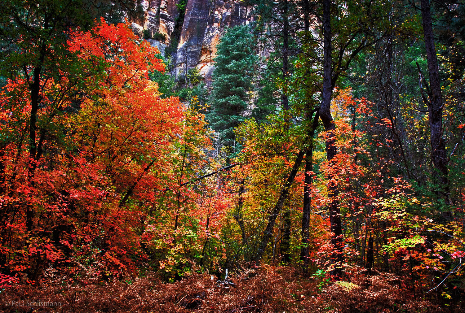 Oak Creek CanyonP_Autumn.jpg