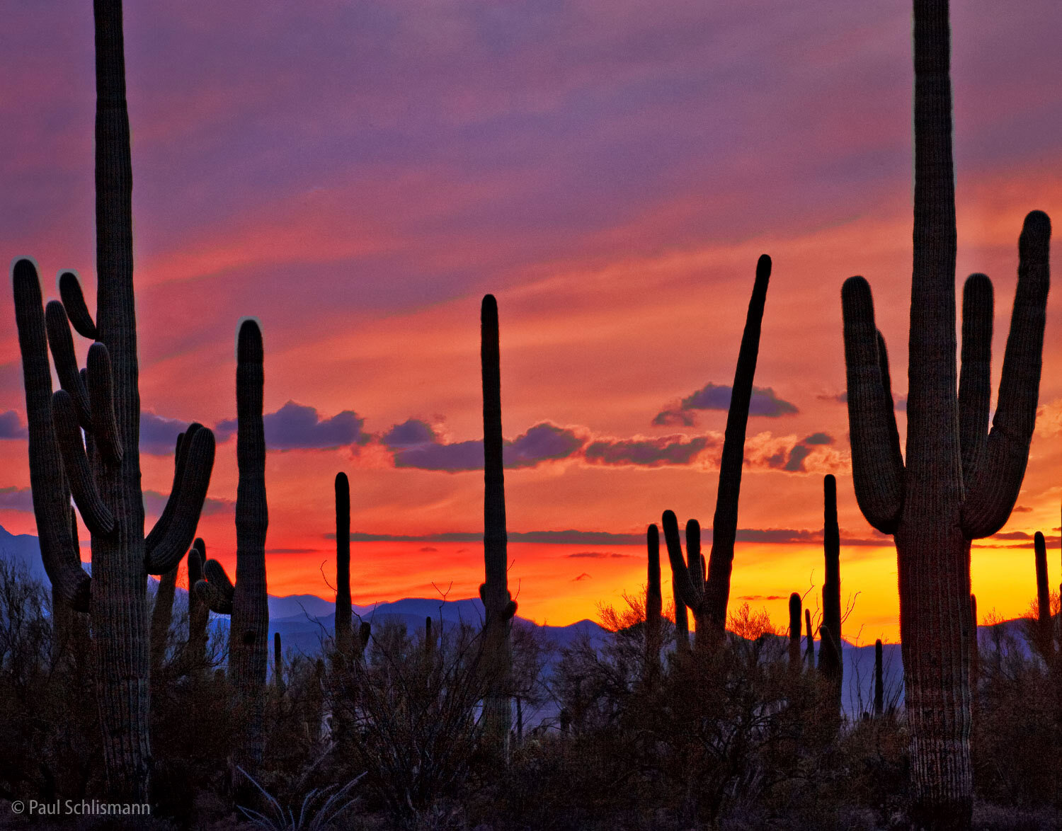 Sunset Saguarros 1_6045  Master 4-2017.jpg