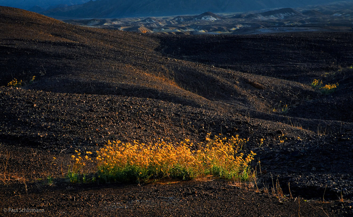 Death Valley dark hills-poppies copy.jpg