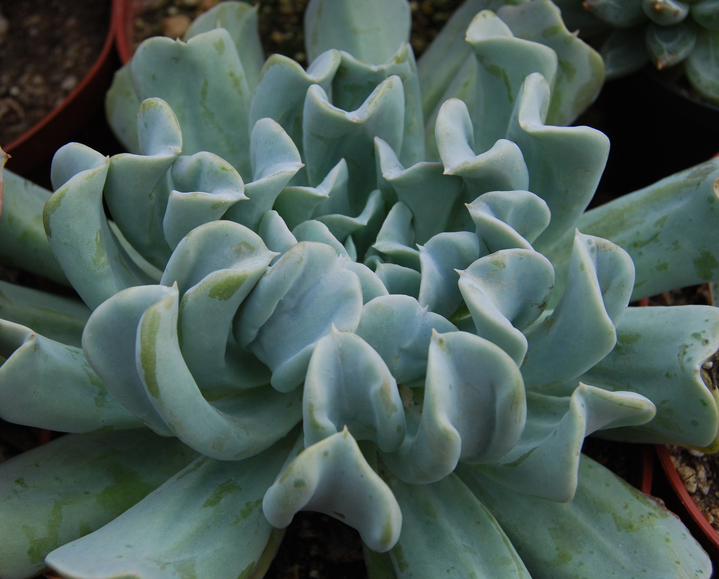 succulents.us