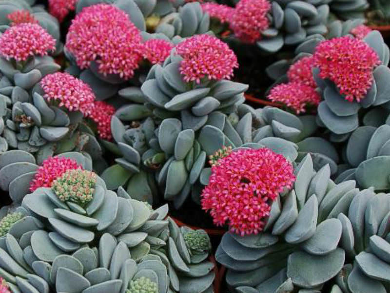 worldofsucculents.com