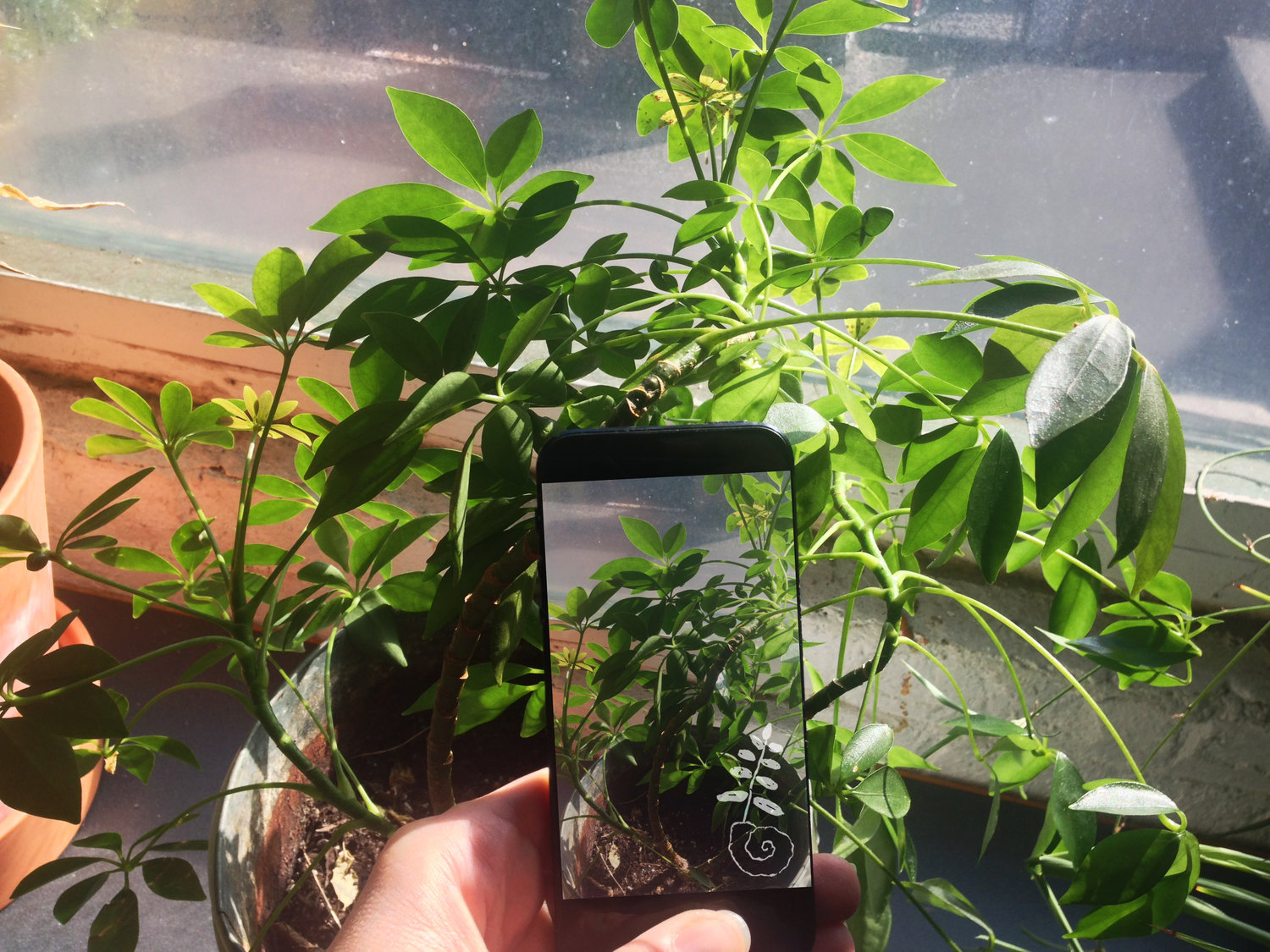 a look at 5 plant id apps: which are worth downloading? — fern