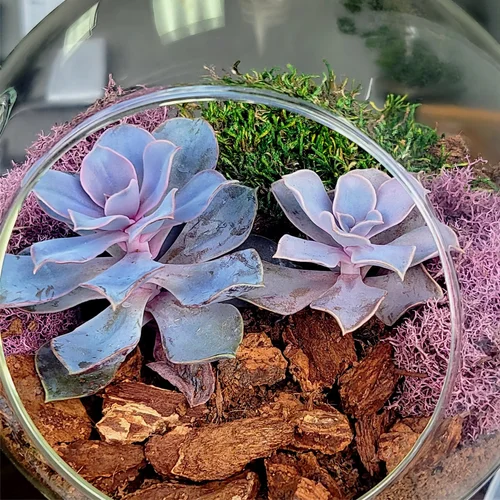 Indoor Gardening & Etiolation  Fern & Fossil