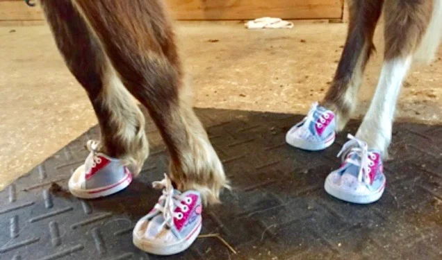 Soul Haven Ranch sparkly shoes.jpg