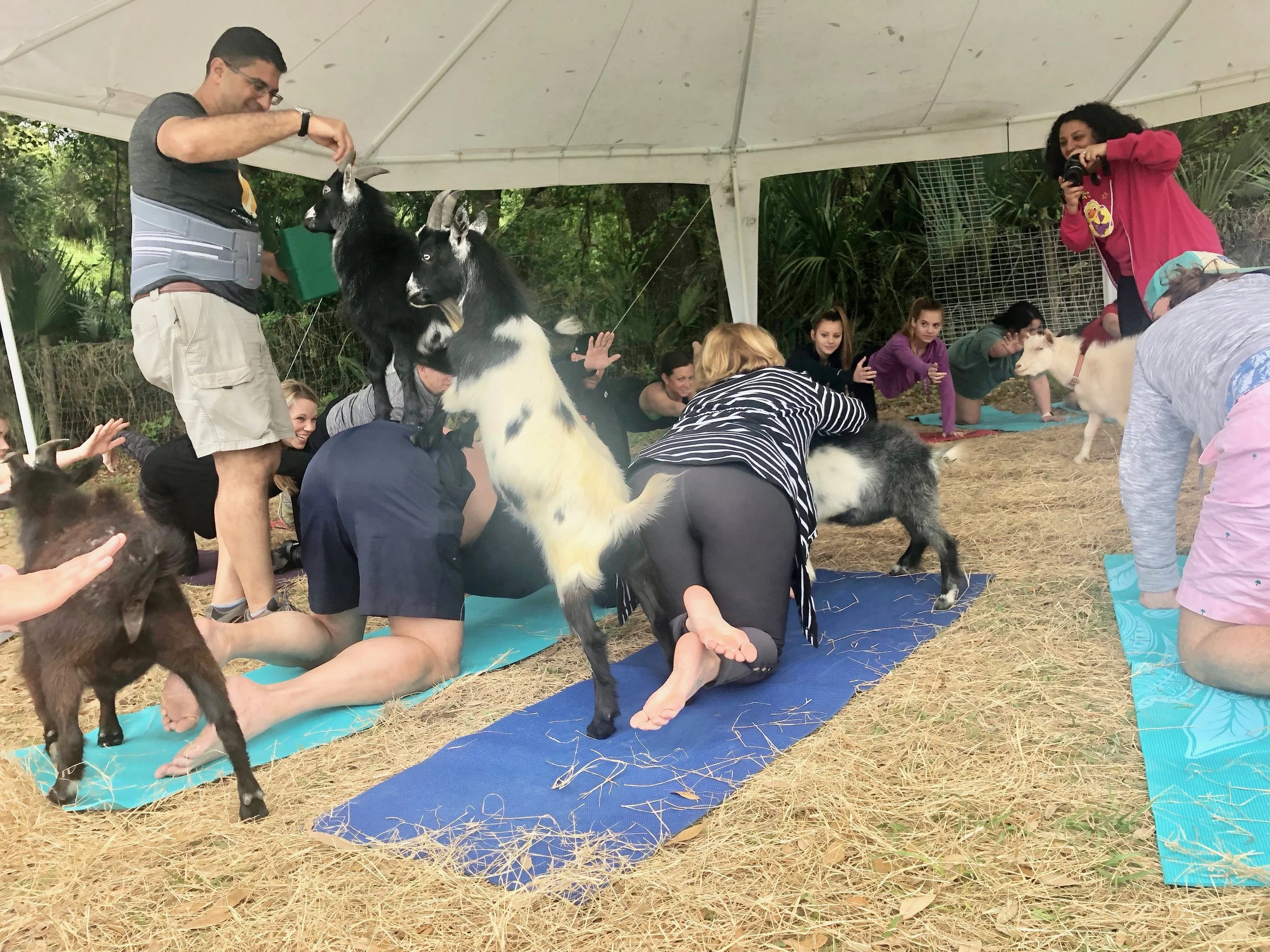 Look at the details about how this works. Each yogi is surrounded by goats periodically during the class. At that time, the man on the left sprinkles goat-attraction dust (a goat snack) on you and your mat while the woman takes pictures of you getting mauled – or petting the cute little animals. She posts the pictures on the Dancing Moon Farm website the next day.