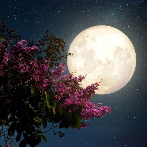 Full Moon in Scorpio: The Sign of Death and Transformation&nbsp;