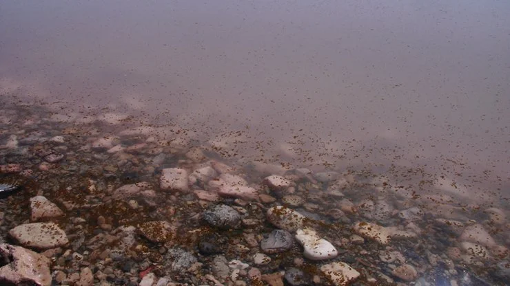 05_Salt_Brine_Flies.jpg
