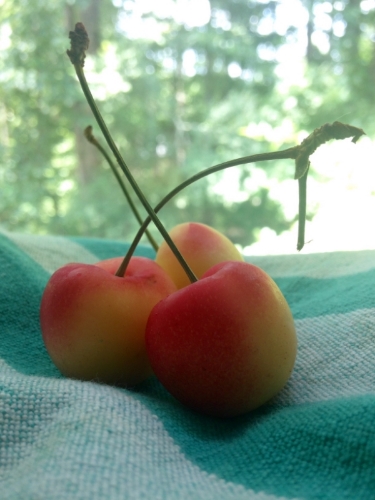 Still life with cherries