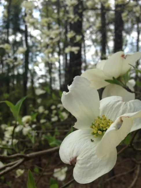 Georgia Dogwood Spring