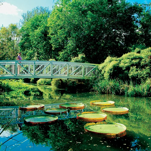 Giant Victoria Water Lillies at Kanapaha Botanical Gardens - courtesy Visit Gainesville
