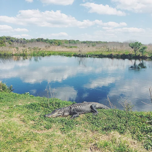 Gator spotted at Paynes Praire - courtesy Holly Marie Gibbs