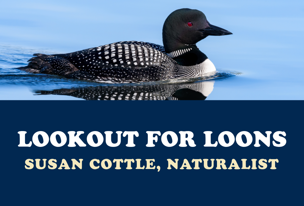 Lookout for Loons