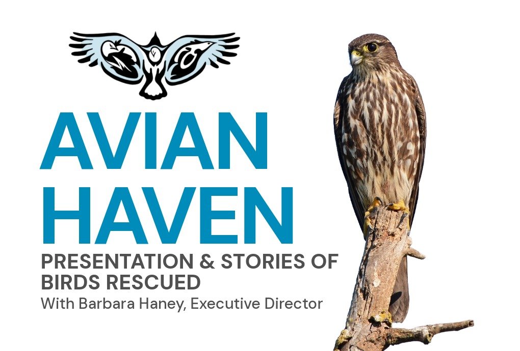 Avian Haven: Presentation &amp; Stories of Birds Rescued