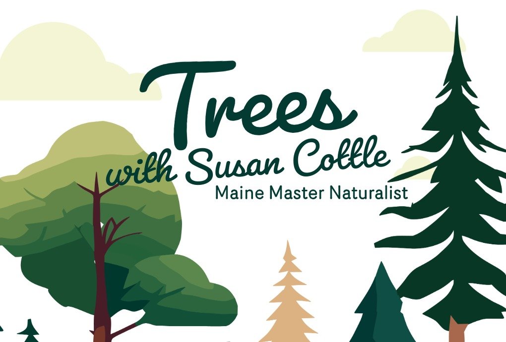 Trees with Susan Cottle