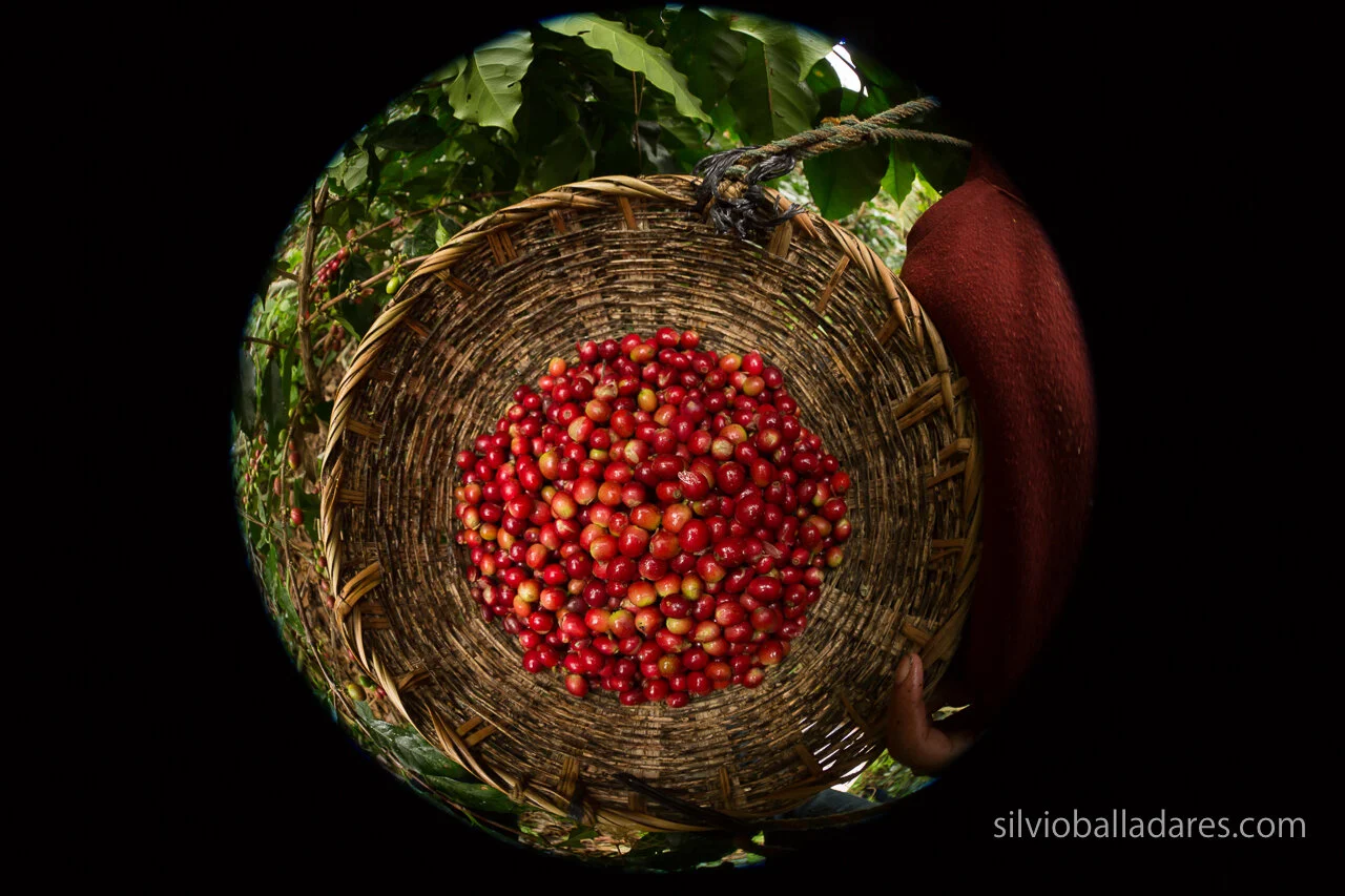 VegaNIC2full_0P7A2393_82.jpg